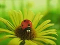 MINUSCULE ～小昆虫的故事～